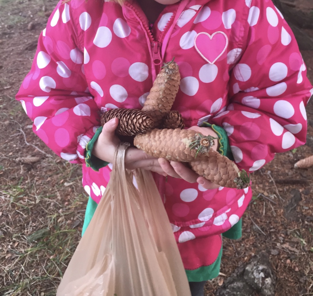 pine cone walk in kindergarten