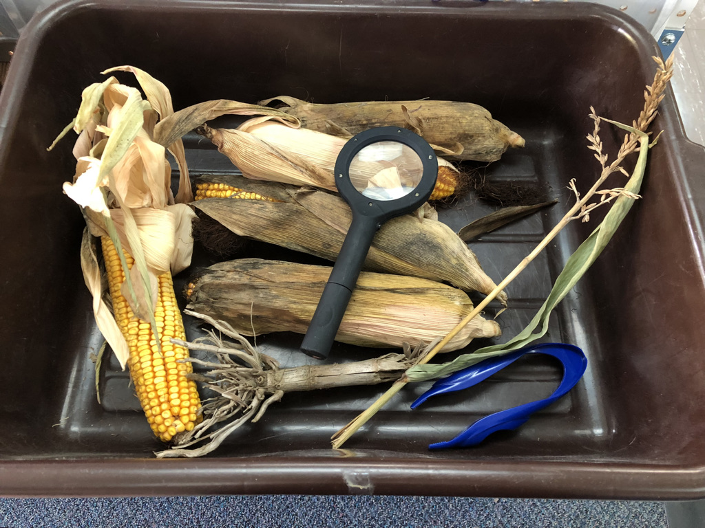 science activities with corn
