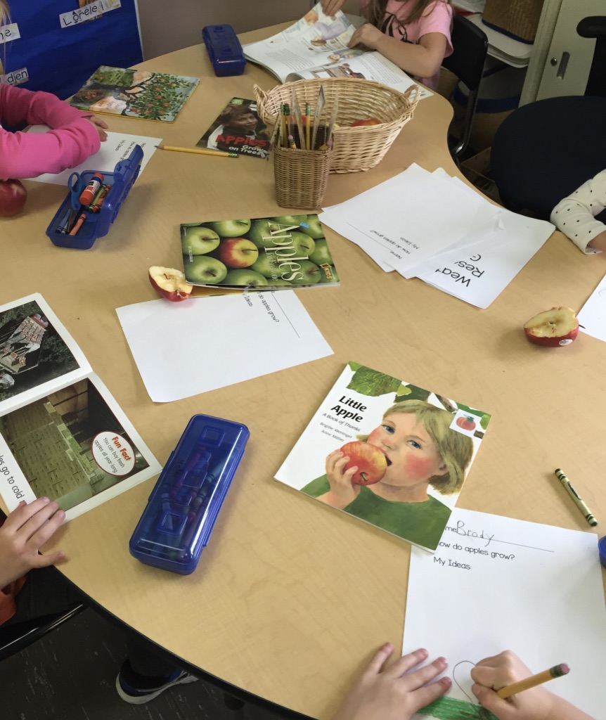 researching how apples grow in kindergarten