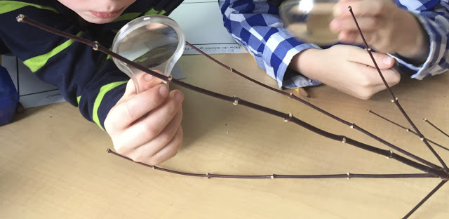 kindergarten class exploring where leaves come from