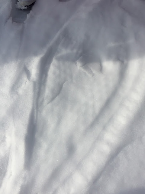 a kindergarten class exploring winter tracks in the snow
