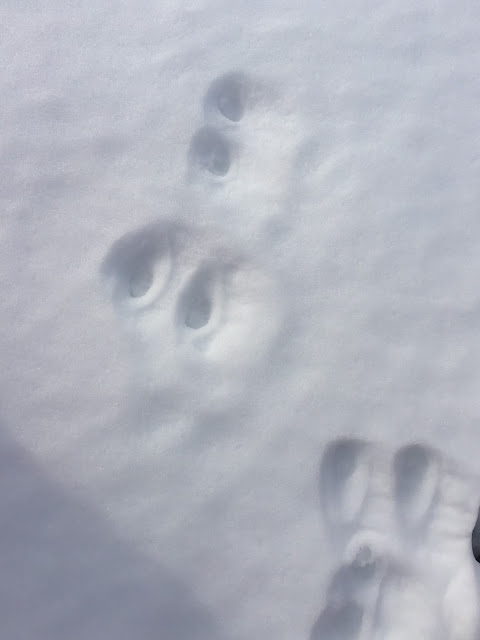 a kindergarten class exploring winter tracks in the snow