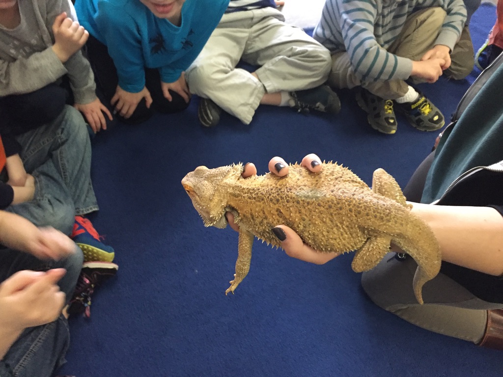 animal visit from the zoo