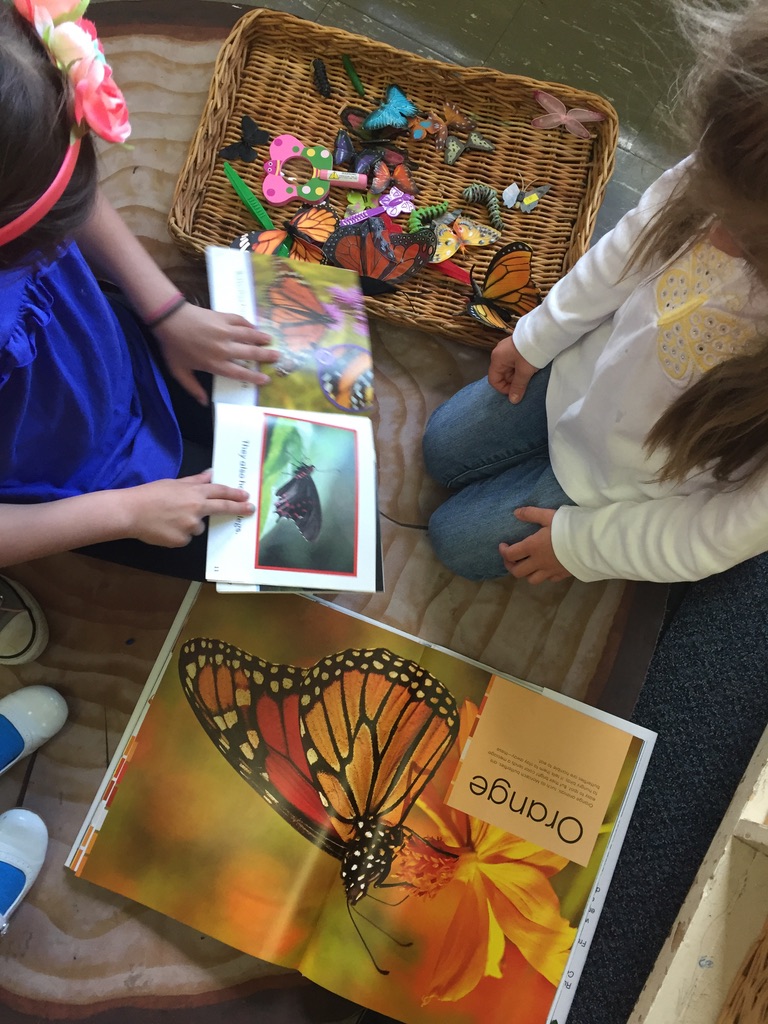 butterfly animal research project