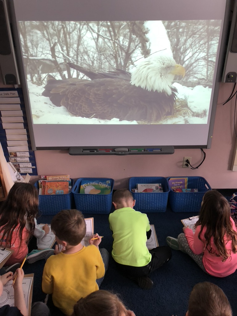 eagle webcam for animal research projects in kindergarten