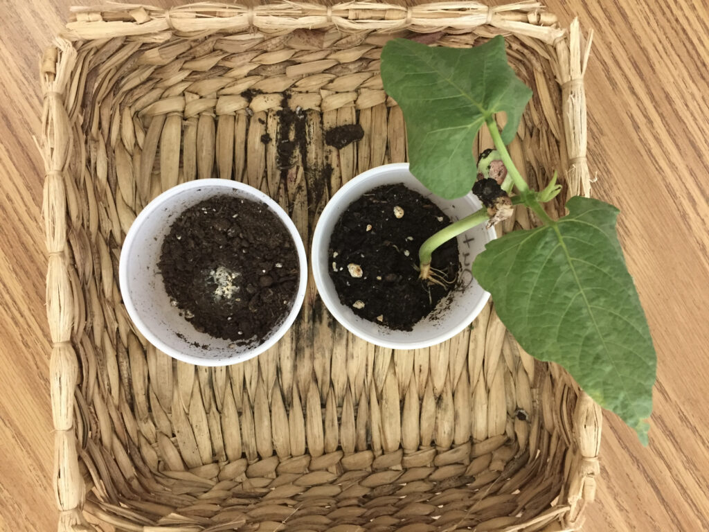 inside outside plant experiment