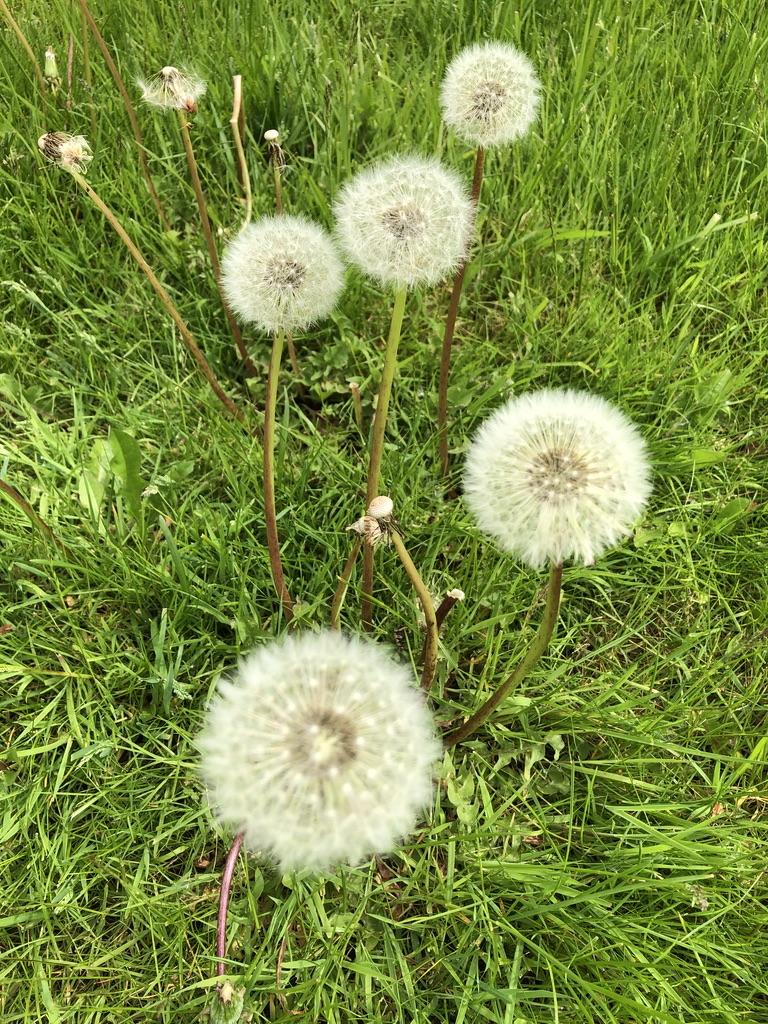 dandelion day activities