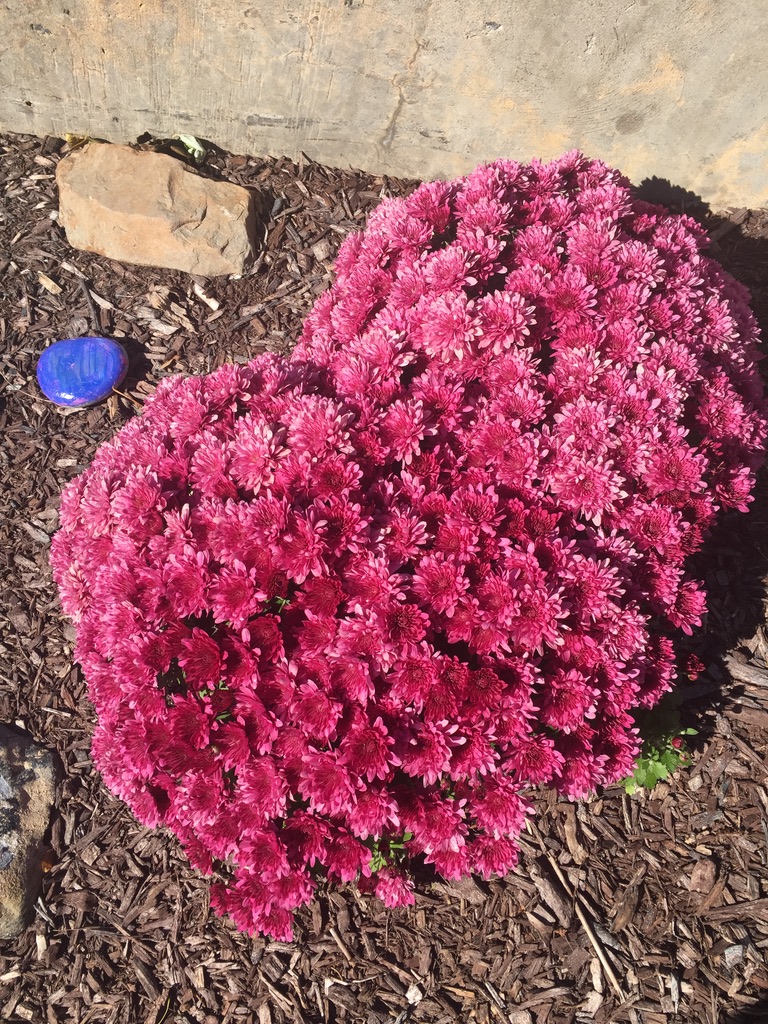 mums as a sign of fall