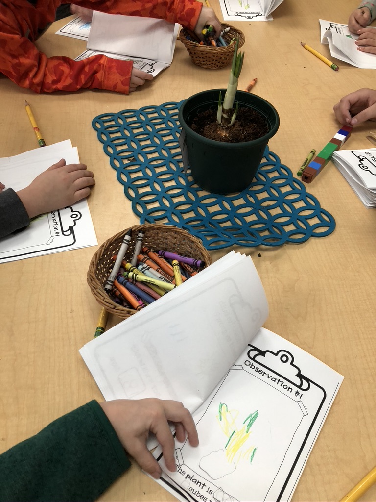 observing, sketching, measuring plants