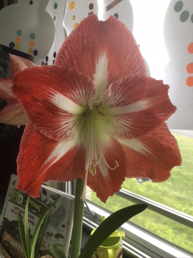 mystery bulb plant inquiry