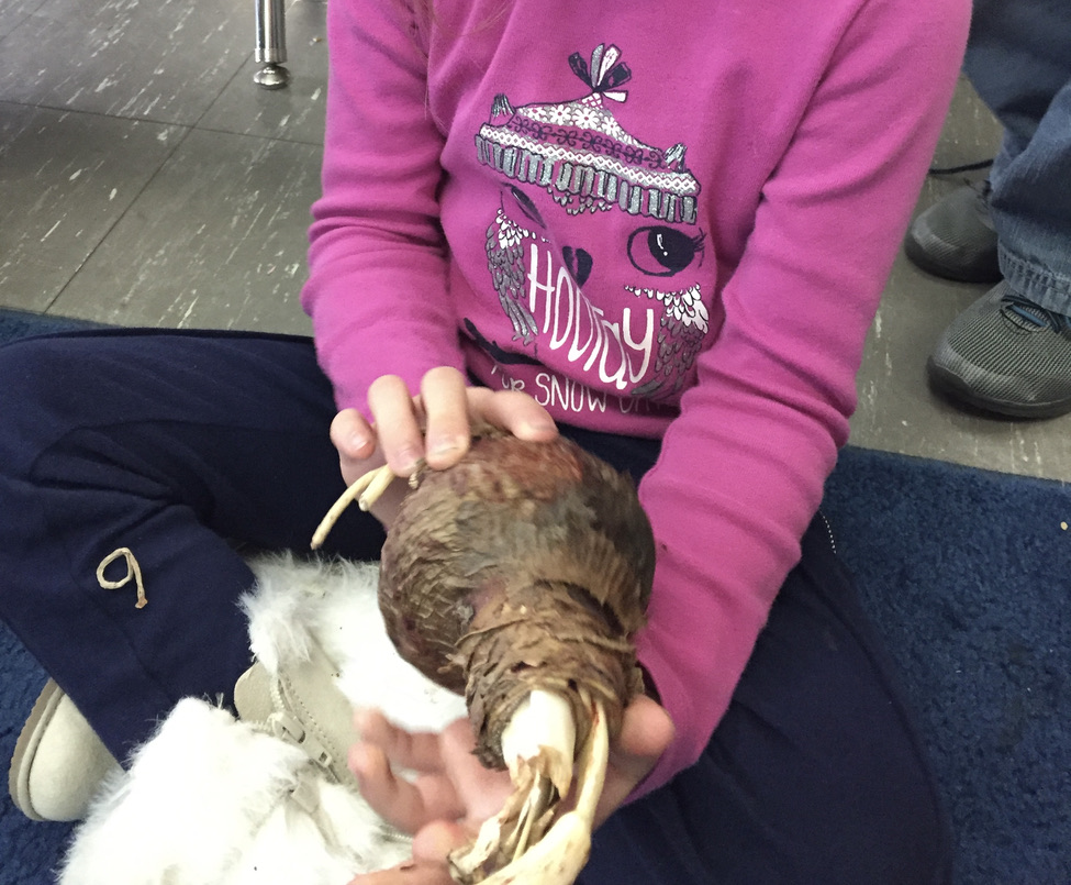 mystery object for inquiry - flower bulb