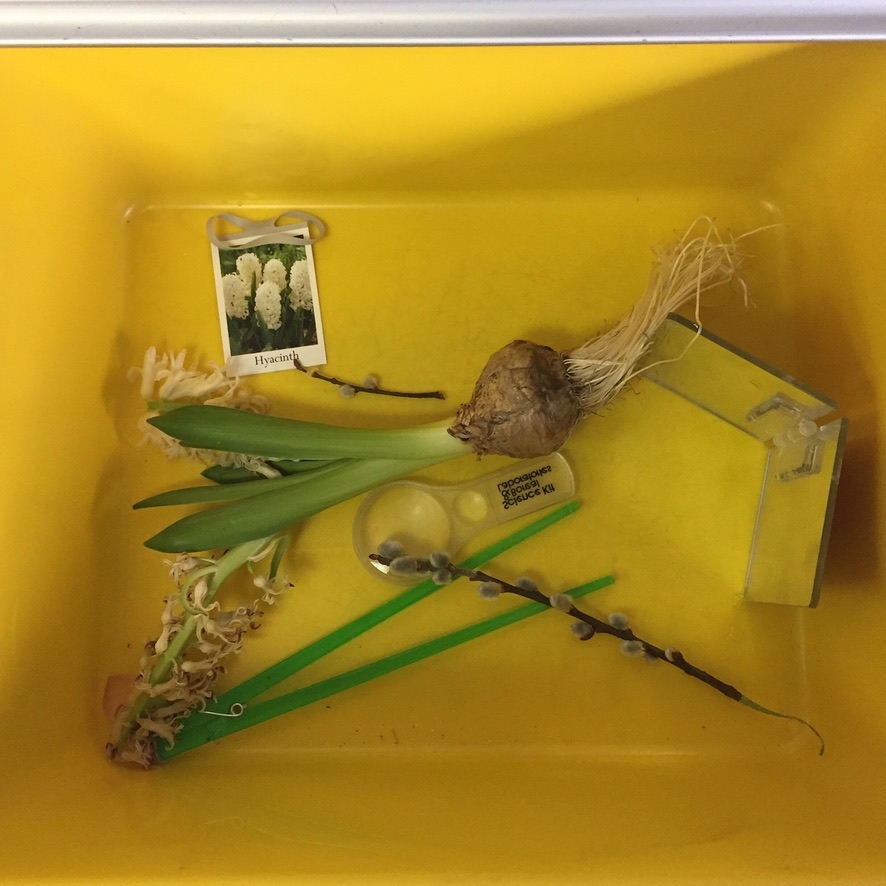 take-apart tub - flower bulb