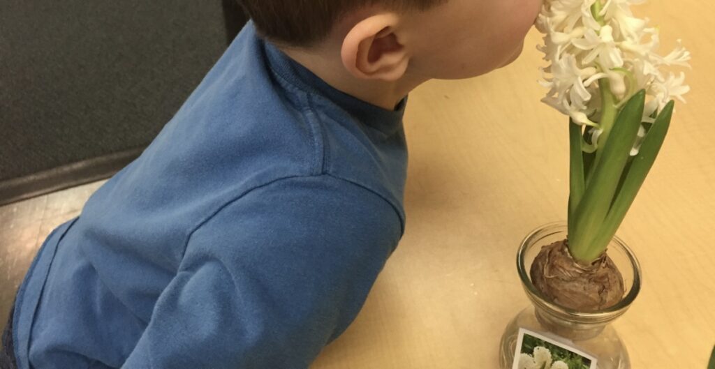 boy smelling flower bulb