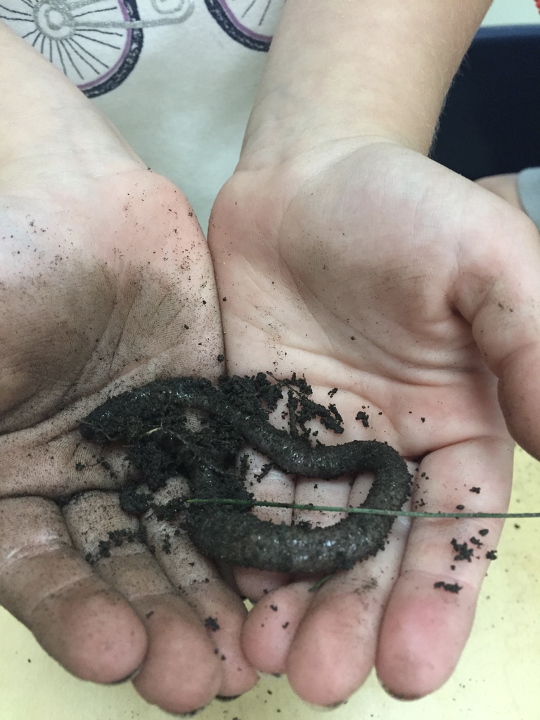 worms in the classroom