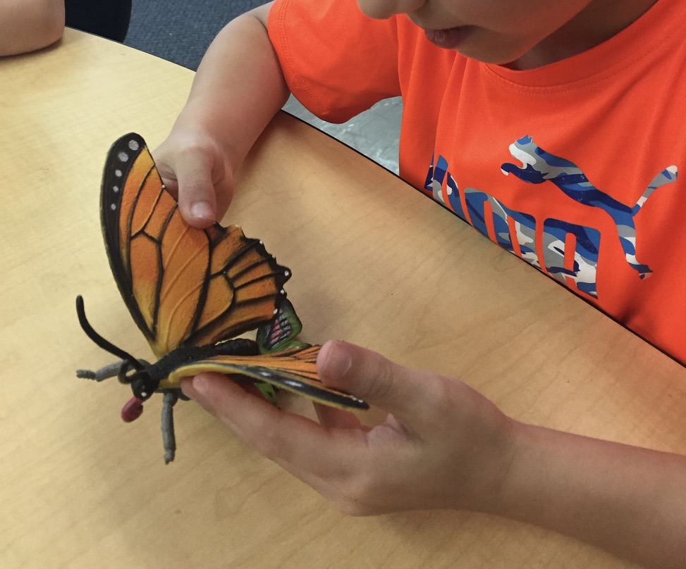 student looking at butterfly in kindergarten science center