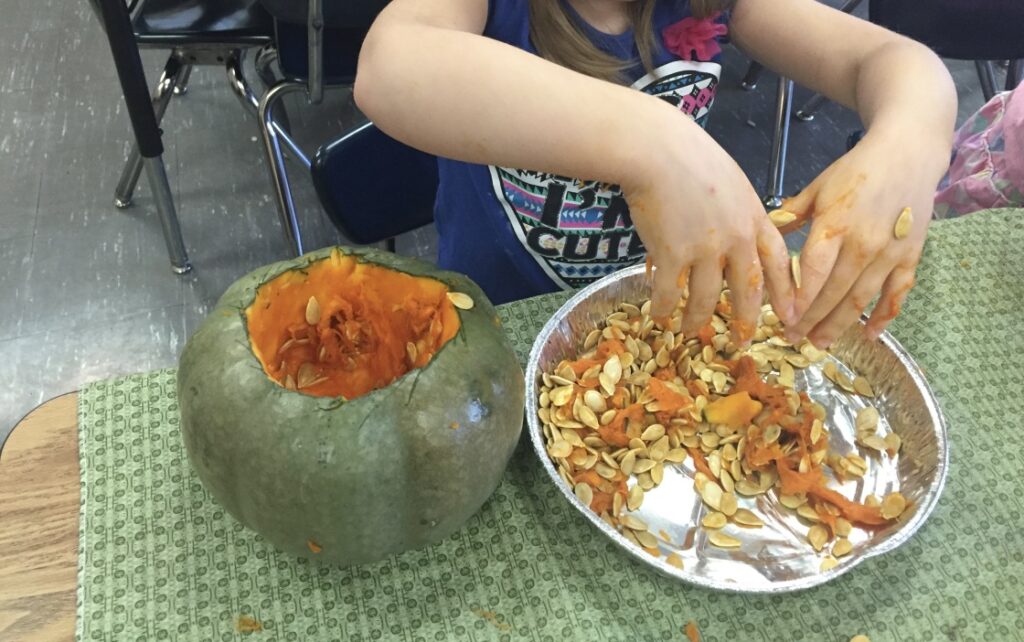 pumpkin seed investigation in kindergarten